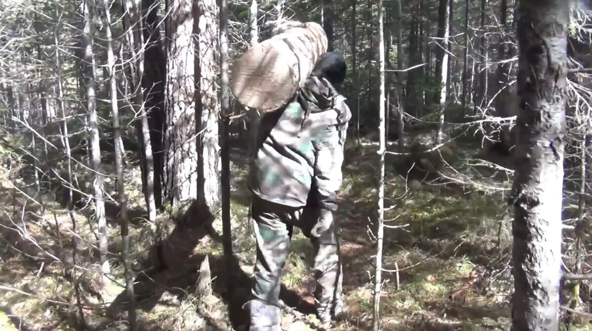 Федорович носит бревна к шалашу в тайге, если тяжесть бревна не позволяет то бревно кантуем смотрите на видео в конце статьи