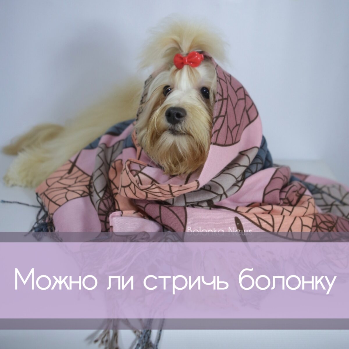 Можно ли стричь болонку | Русская Цветная Болонка | Дзен