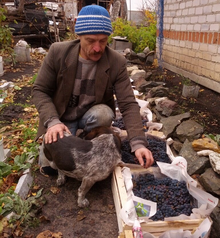    Александр Ваулин ежегодно сибирает большой урожай винограда. Фото: Из личного архива Александра Ваулина