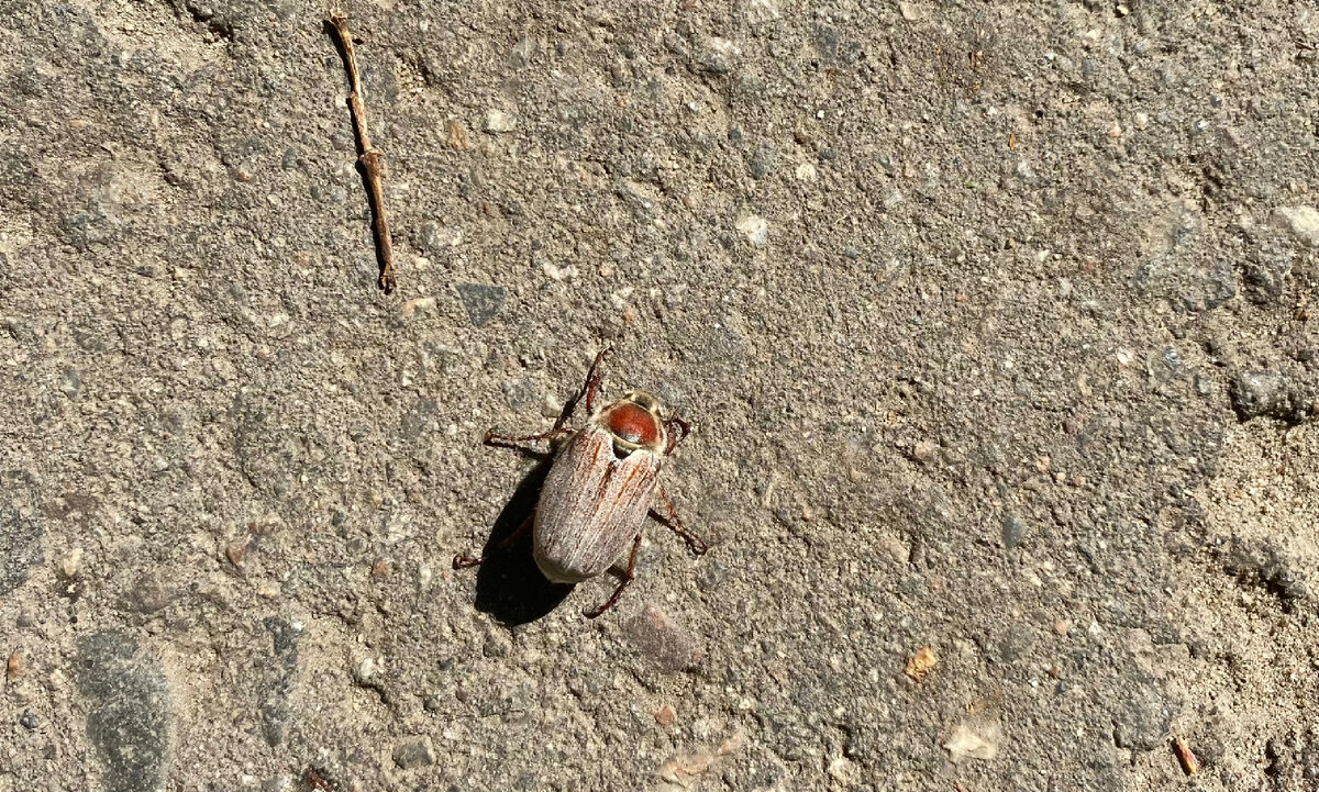 Так как эти жуки- моя детская любовь, я его посадила на травку, пусть живёт ☺