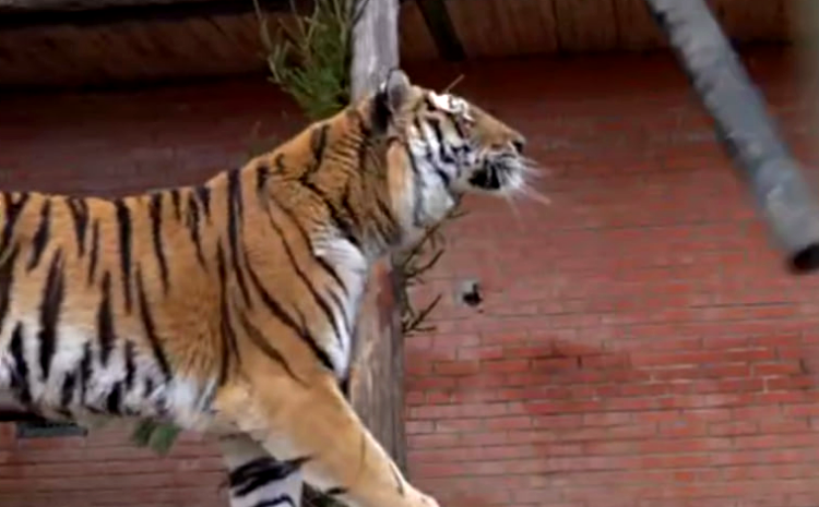 Фото: Московский зоопарк