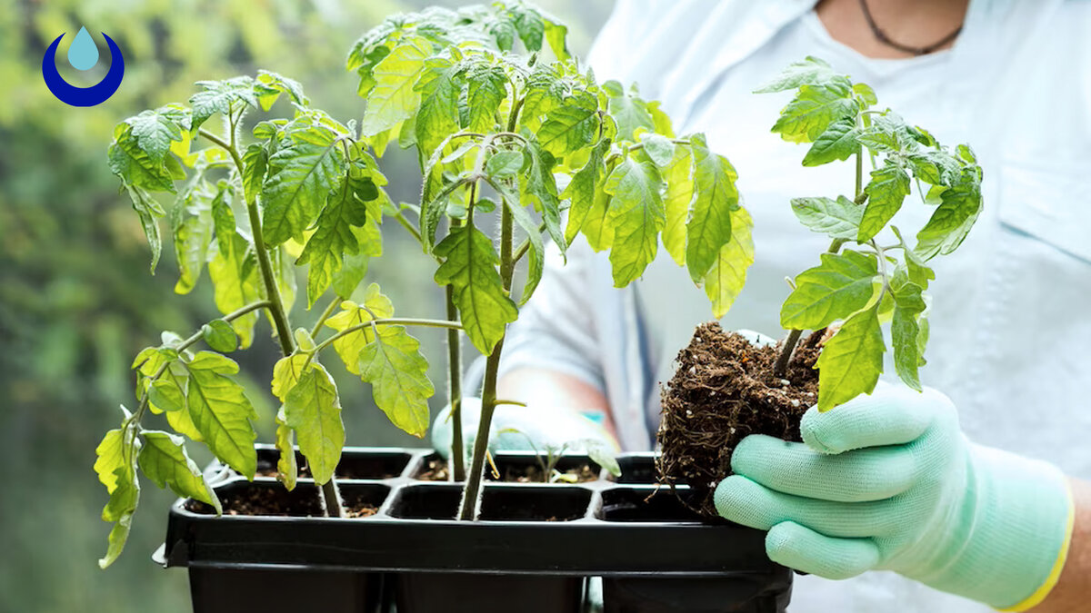 Рост растений с перекисью водорода | Перекись Live | Дзен