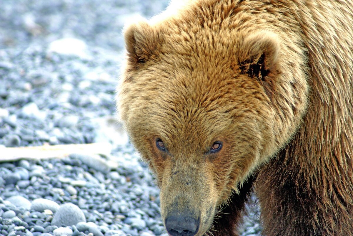 К чему снится много медведей. Медведь Гризли. Разновидности медведей фото.