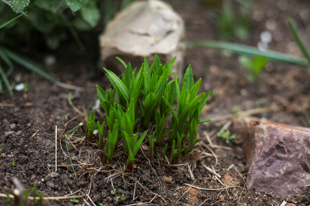 Лиатрис колосковая в конце мая.