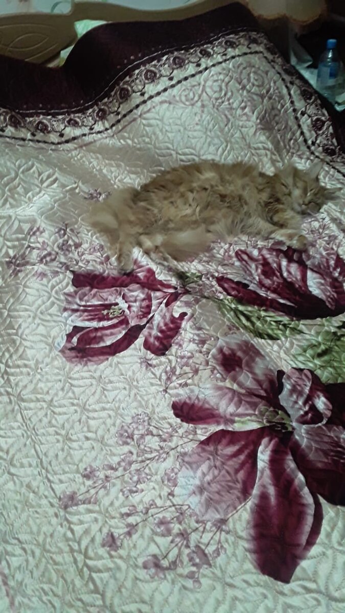 Вот она,мы на огороде и на кухне(я)(у мартена!),а Амельсина почивать изволит!