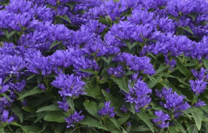 Колокольчик скученный (Campanula glomerata)