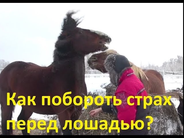 Загон для лошадей. Год перед лошадью. Лошадь года по гороскопу. Символ года лошадь. Год лошади 2014.