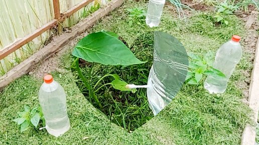 Капельный полив своими руками из пластиковых бутылок улучшенный ...