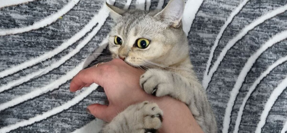 Повадки кошки