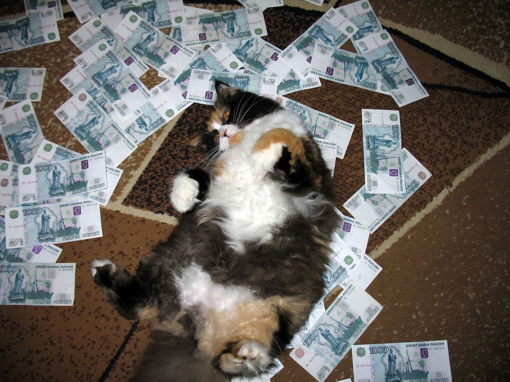 Денежный кот. Деньги прикол. Кот с деньгами. Денежки пришли. Деньги дают счастье