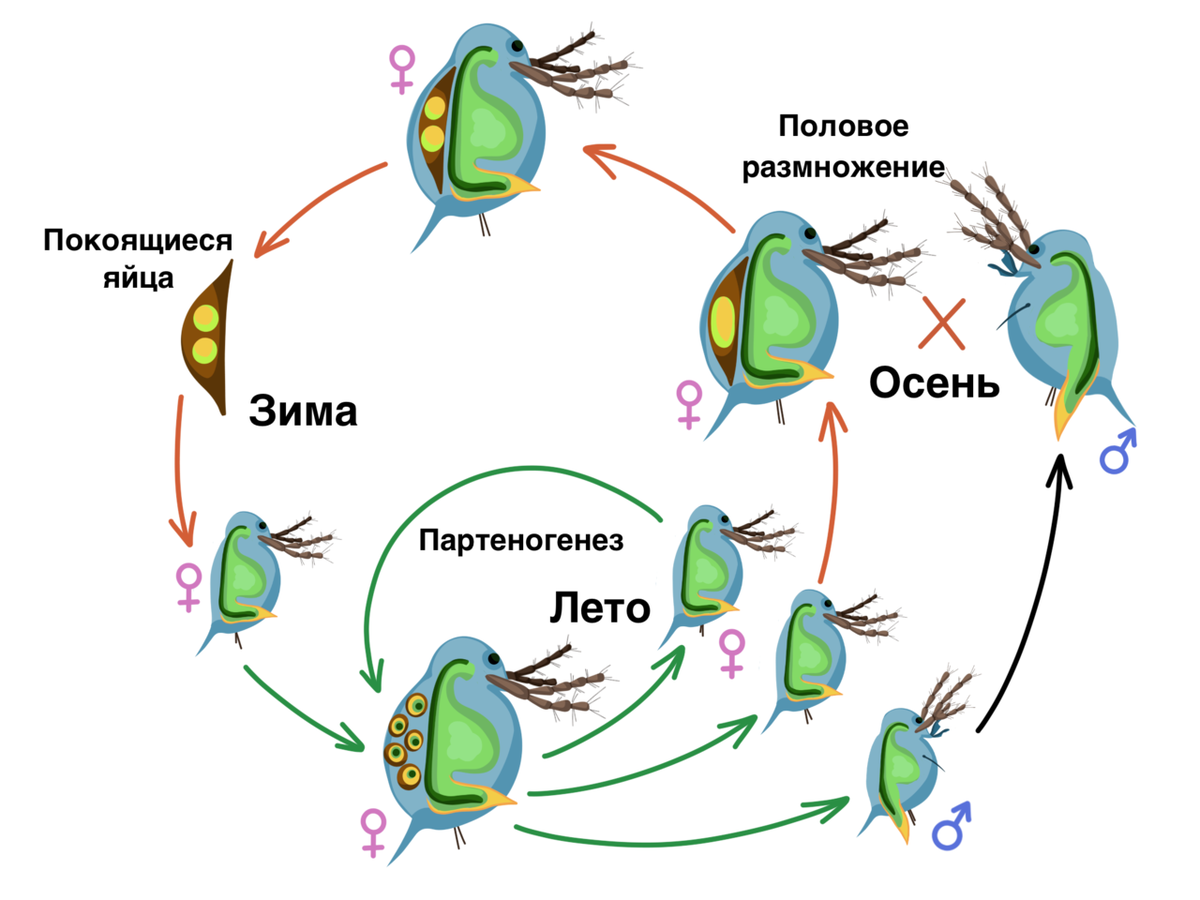 Защита от насекомых вредителей половое размножение. Дафнии размножение партеногенезом. Дафнии партеногенез схема. Жизненный цикл хламидомонады. Партеногенез тли схема.