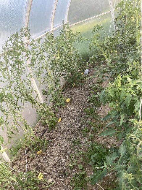 Видно что цветут, не видно что завязалось. 