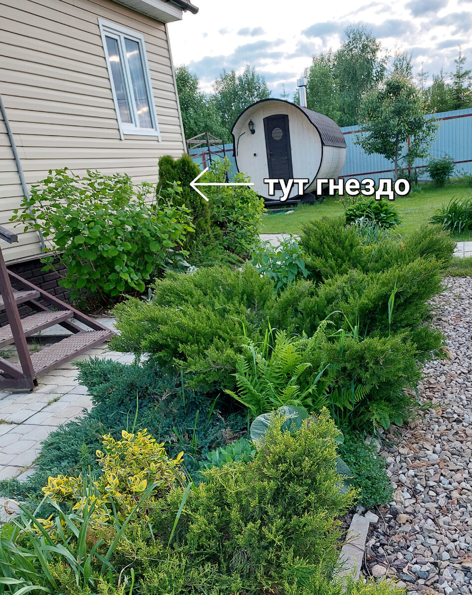 Гнездо под окном