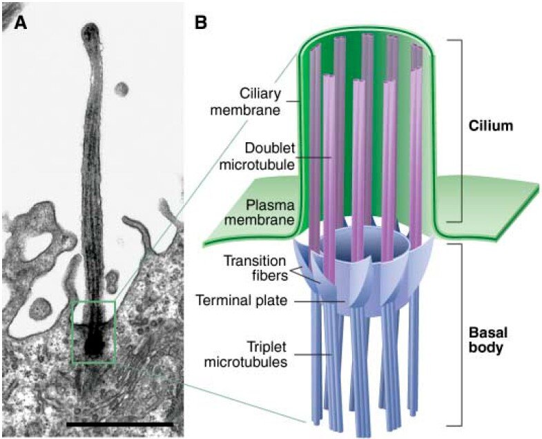     Ресничка в продольном разрезе Veena Singla, Jeremy F. Reiter / Science, 2006