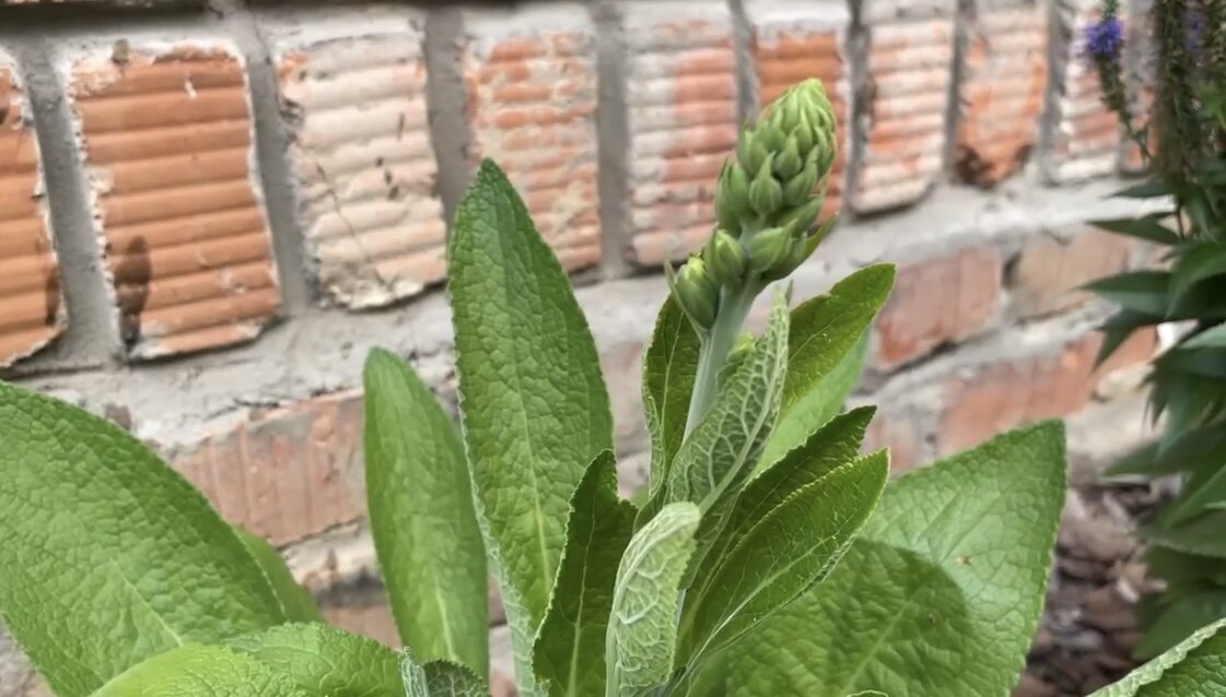 Первая стрелочка в прошлом году (наперстянка из семян).