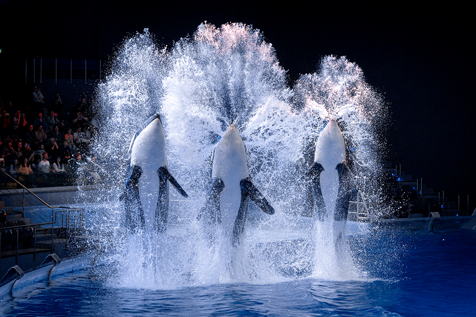 23. катаца. цирк дю солей канада. цирк цирк дюсолей. куда сходить в москве шоу.