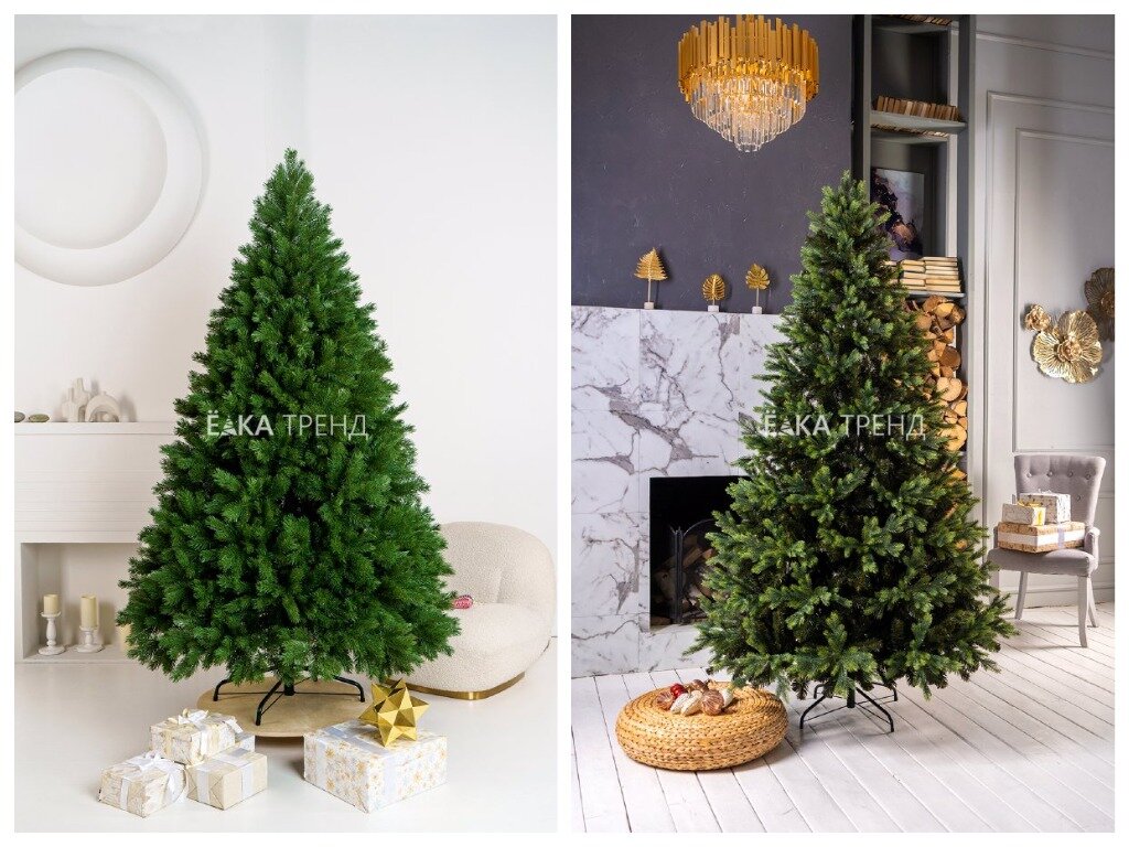 сосна Шервуд и ель Грацио