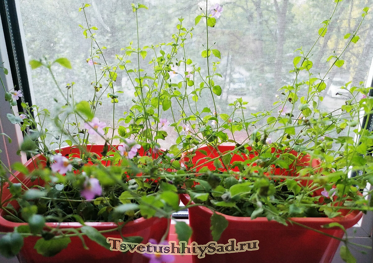 Бакопа Розовая лавина. Да, лавиной тут и не пахнет!