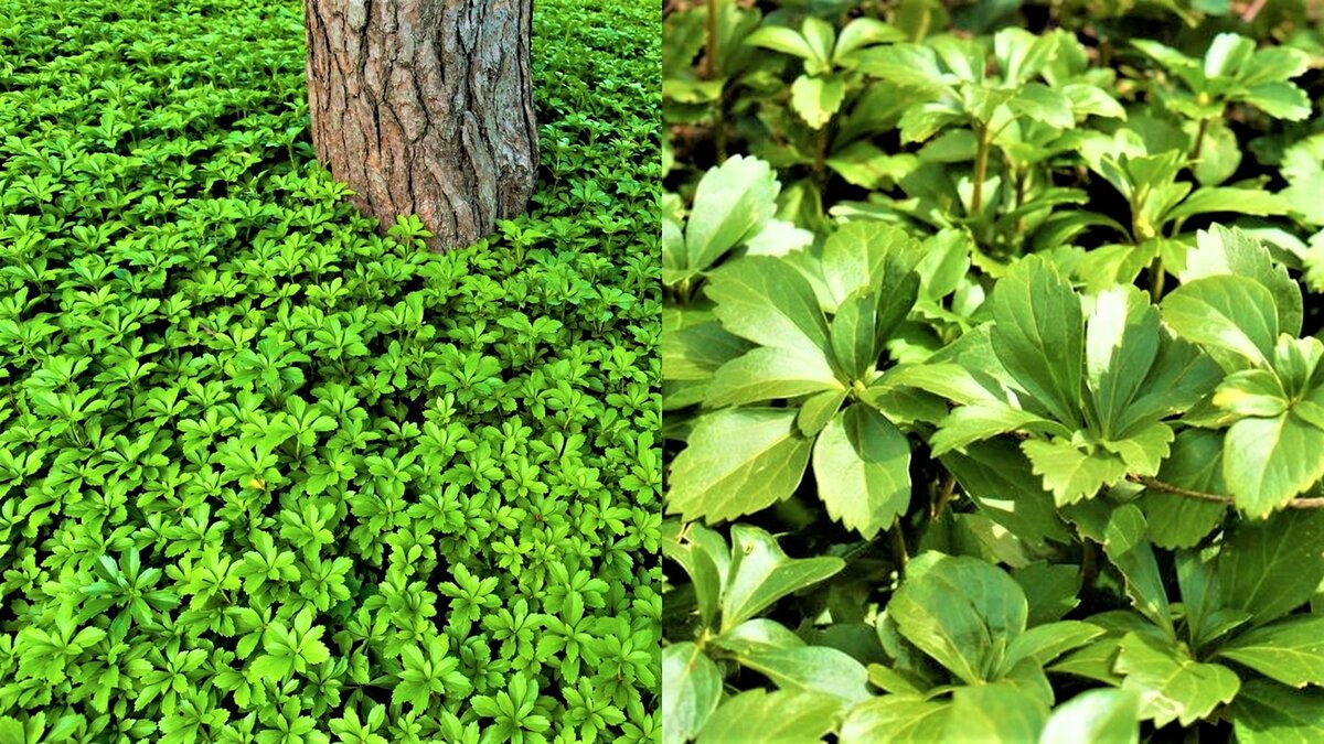 Красивые цветы, которые со временем вытеснят сорняки! | GardenLife | Дзен