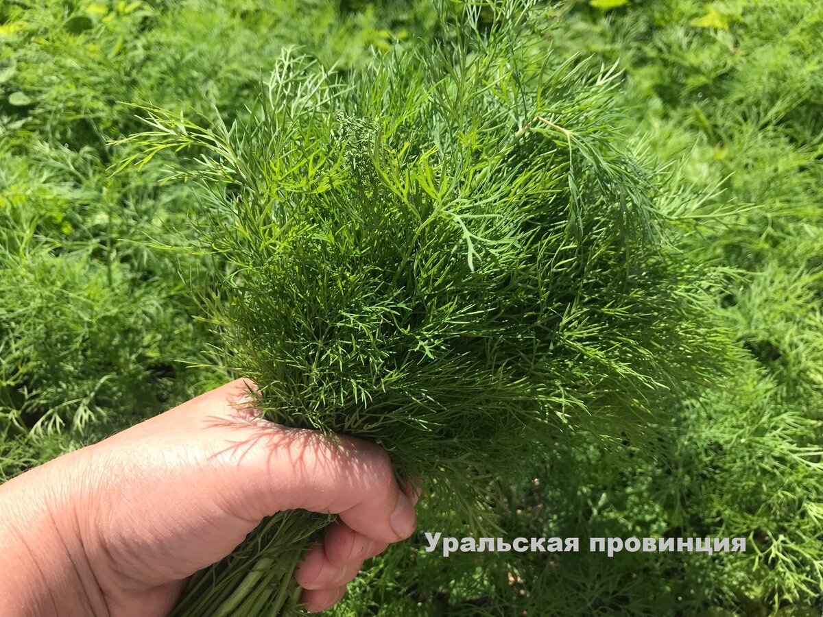 Мой укроп - фото сделано сегодня
