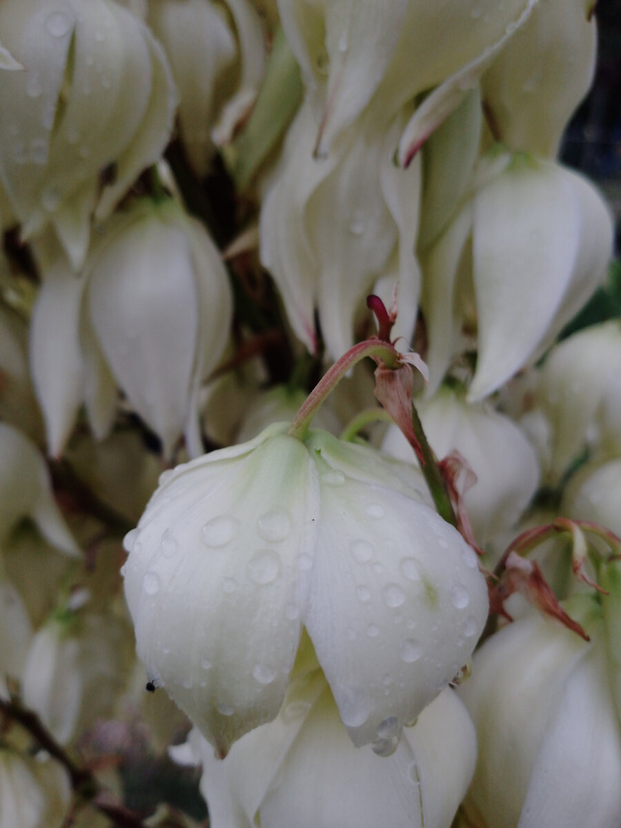 Цветы юкки после дождя