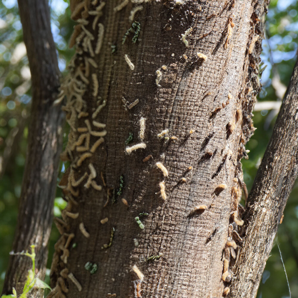 Огород, оживленный многочисленными насекомыми и болезнями, требует нашего внимания и борьбы для достижения здорового урожая.