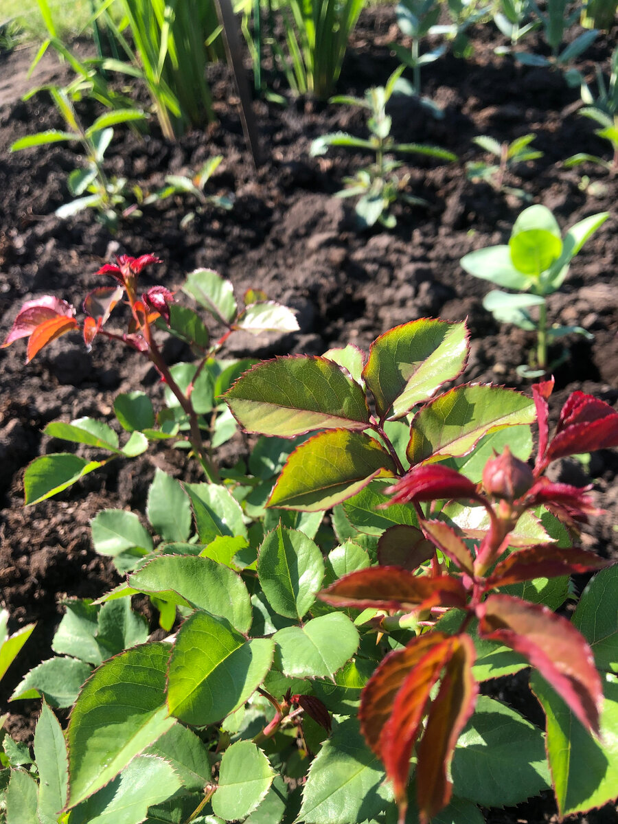 Розенграфин Мария Генриетта