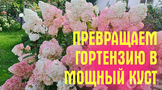 Гортензия будет мощной, а цветы огромные. Делаю две обязательные подкормки летом