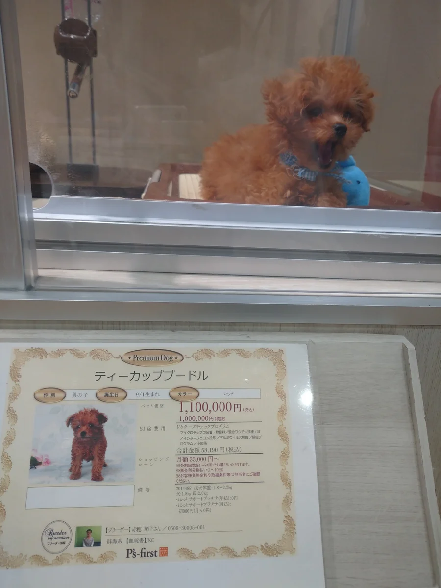 Реальный ценник в зоомагазине