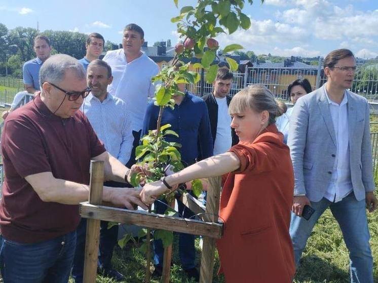 Проект посади дерево