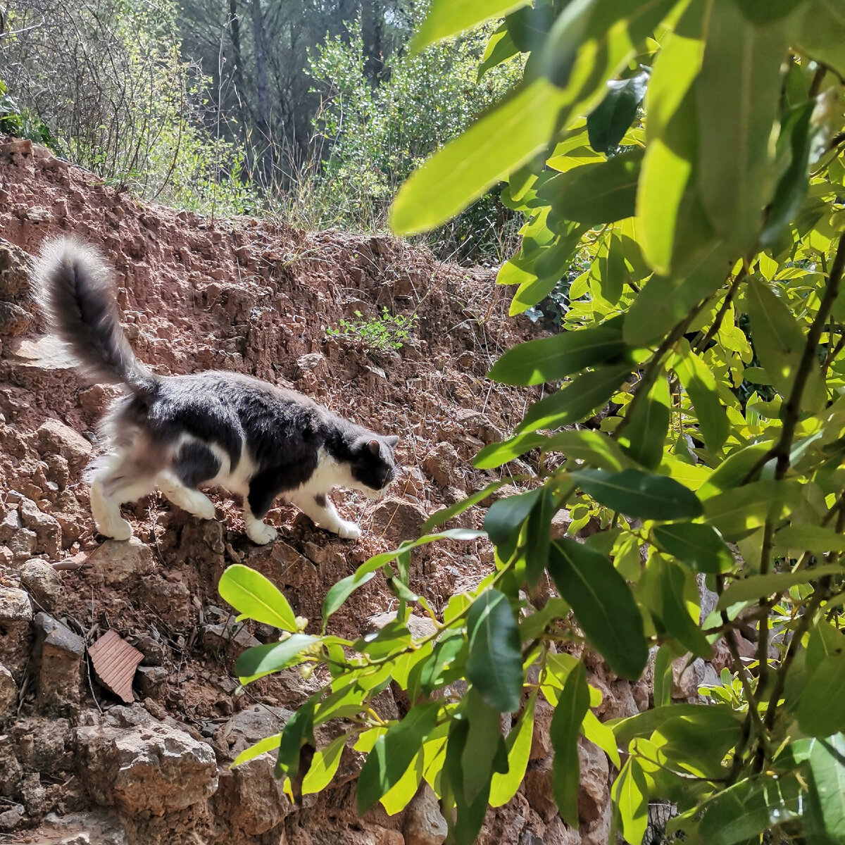 Терапевтической Супчик. Кошка автора