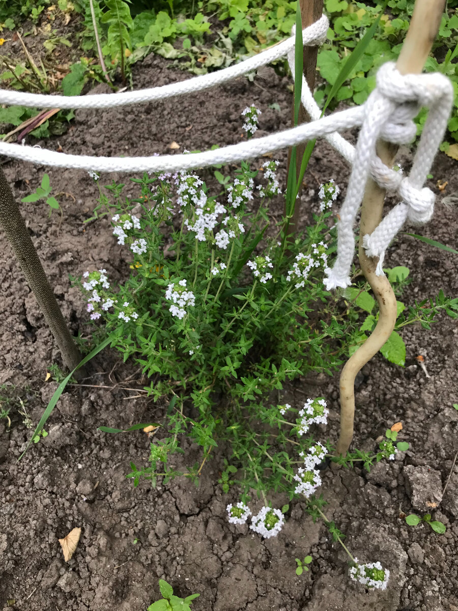 Чабрец, полученный в подарок от подруги Таши
