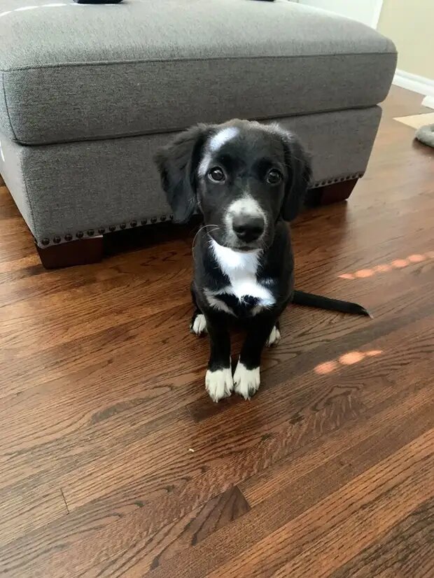 Собака в новом доме. Источник фото: https://ushilapyhvost.ru/blog/43975279431/Semya-27-chasov-zhdala-u-dverey-priyuta-chtobyi-zabrat-neobyichn?utm_referrer=mirtesen.ru