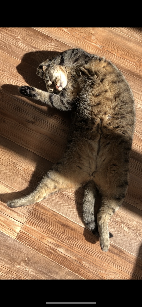 Вот в таких расслабляющих позах, моя кися обожает чилить на солнышке. Кстати говорят, что если кошка или кот ложатся на спинку в присутствии людей, значит доверие к хозяину или рядом находящемуся человеку имеет место быть 😻 Ваши домашние животные вам доверяют?