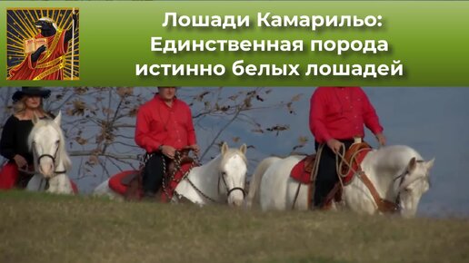 Download Video: Лошади Камарильо: Единственная порода истинно белых лошадей. Настолько редкие, что сейчас их насчитывают всего 20 штук в мире! | Видео 🎥