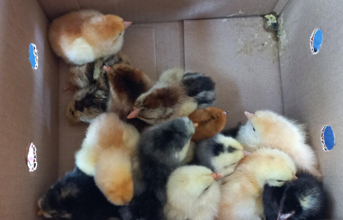 Пушочки маленькие