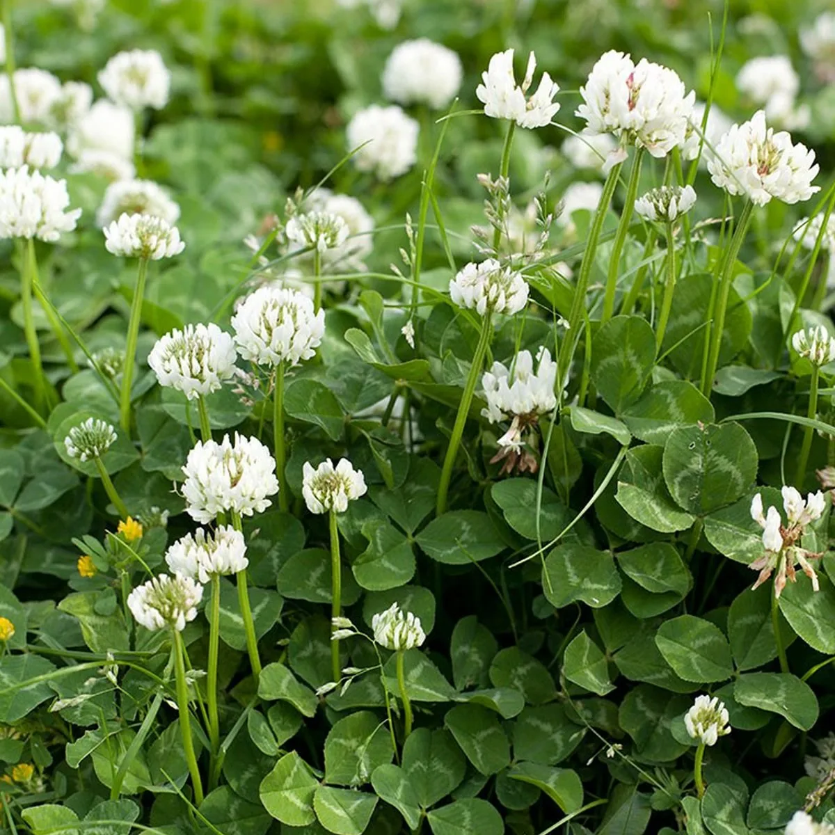 Клевера Trifolium repens