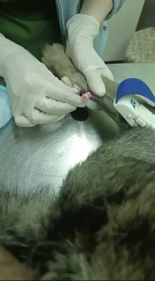 Фото бедного Чака из клиники.