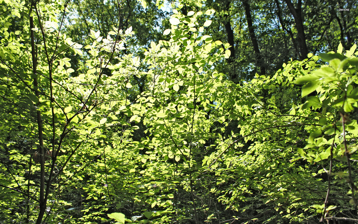 Яндекс картинки