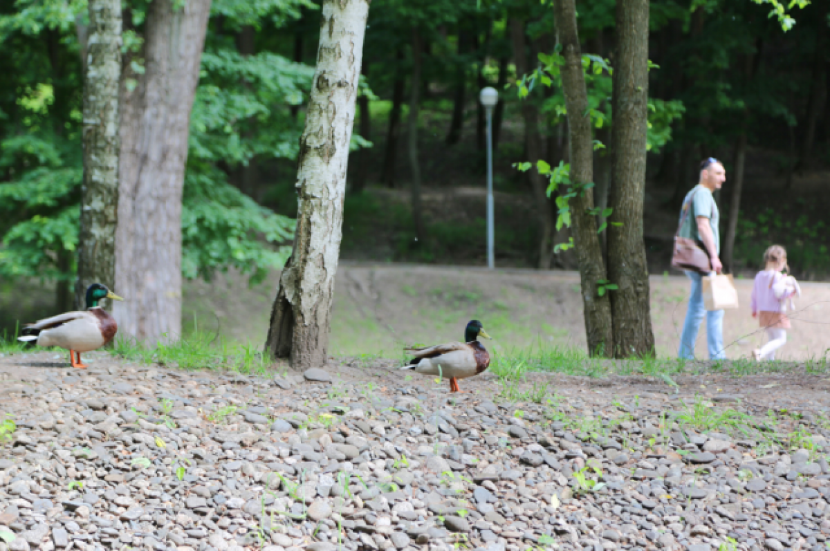    Во Владивостоке жители микрорайона спасают редких диких уток