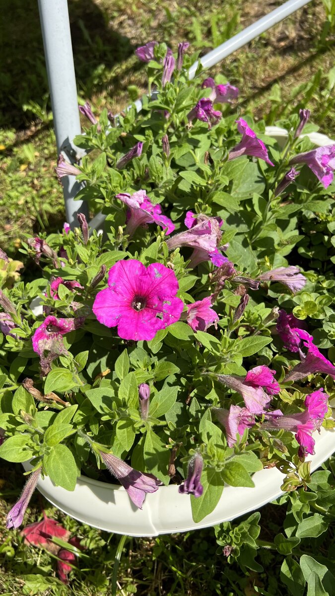 Изи вейв неон роуз после дождя 🫣 ее лучше заносить под крышу