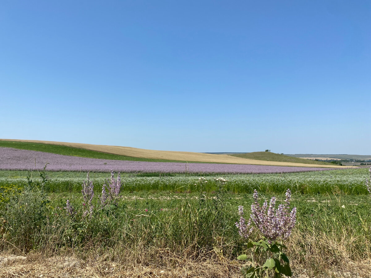 Поле шалфея