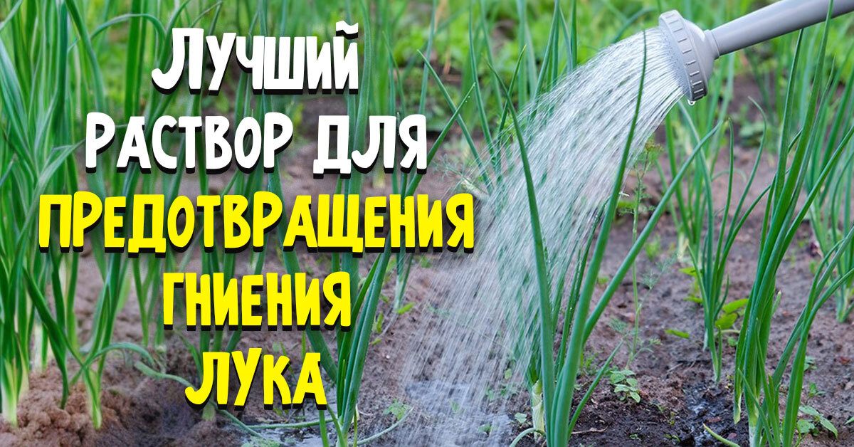 Репчатый лук — достаточно простой в выращивании овощ. Поэтому многие огородники садят его на своем участке.