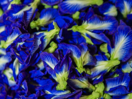 Цветки синего чая