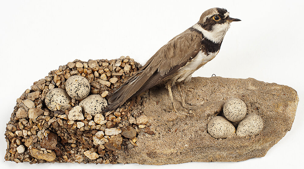 Кладка малого зуйка