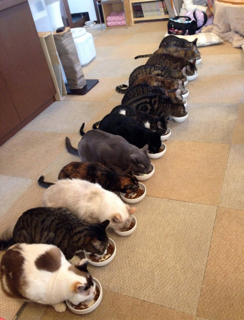 Типичная столовка