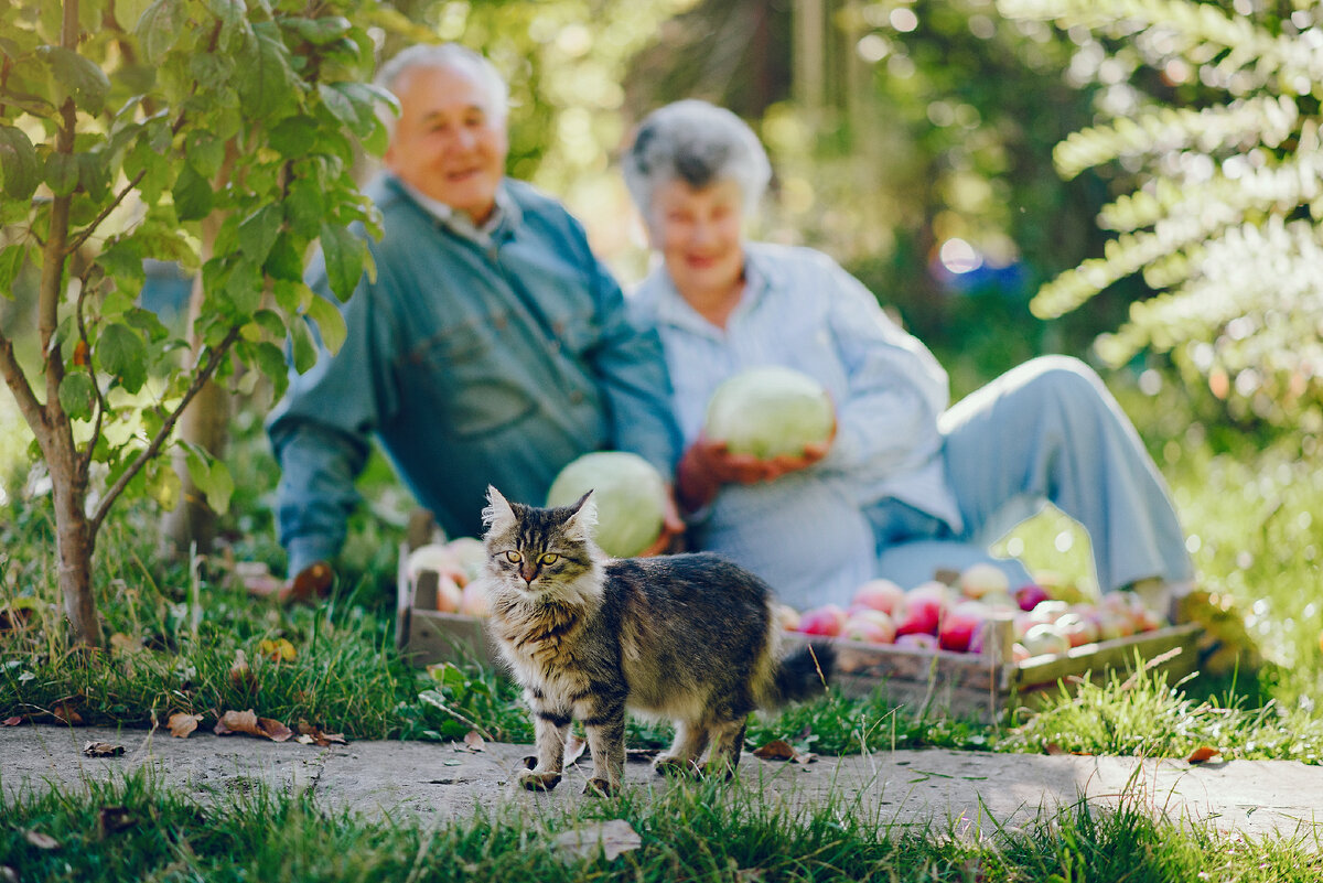 Изображение отсюда: <a href="https://ru.freepik.com/free-photo/old-couple-sitting-in-a-summer-garden-with-harvest_7397368.htm#page=5&query=%D0%B1%D0%B0%D0%B1%D1%83%D1%88%D0%BA%D0%B0%20%D0%BD%D0%B0%20%D0%BF%D1%80%D0%B8%D1%80%D0%BE%D0%B4%D0%B5&position=25&from_view=search&track=ais">Изображение от prostooleh</a> на Freepik
