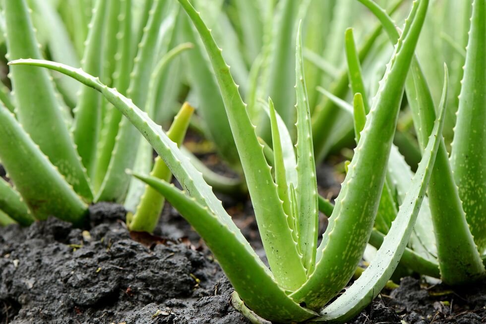 Фото GETTY IMAGE