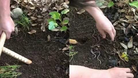 навозные черви