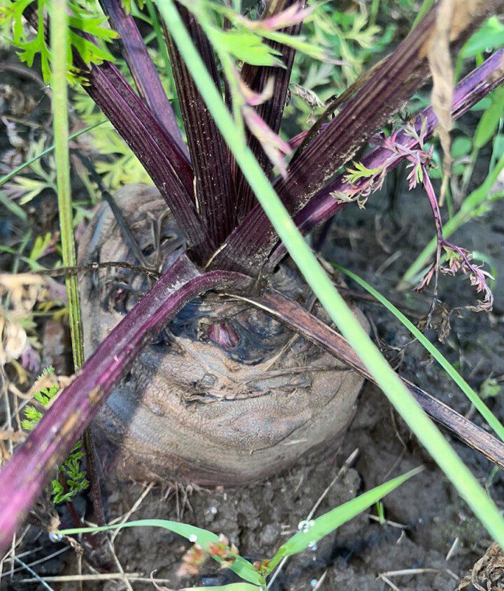 Огромная морковка! Наверно. Или нет?